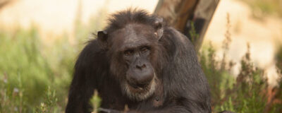chimpancé caminando sobre hierba