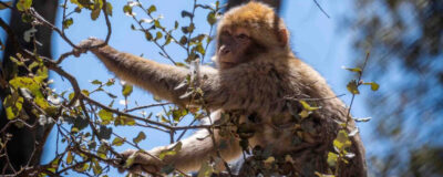 Bacaco de Berbería forrajea en el proyecto Born to Be Wild AAP