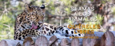 Si amas a los animales, quiéreles libres