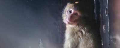 Chitto - macaco de Berbería rescatado en AAP Primadomus