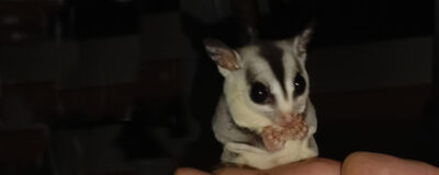 Petauro Nía rescatado por AAP