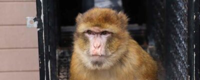 La macaco de Berbería Izzy en AAP