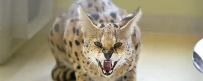 Serval en AAP